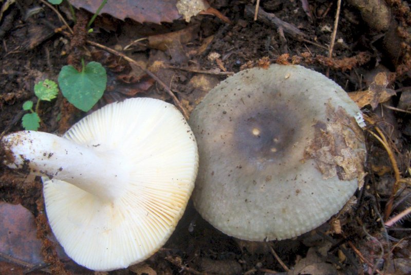 Russula da determinare-Castagno quercia